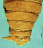 CollectionObject 1567596; 66947c08-fd10-4950-b1dd-33554481d6a1: male cerci. (CollectionObject).