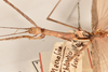 CollectionObject 1560007; 3e82c308-72e6-4348-8d91-134d9770c8db: copyright OUMNH. female: head & thorax, lateral view (holotype). (CollectionObject).