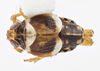 Habitus, dorsal view on Athenidelphax kennedyae Bartlett, 2025: (Observation).