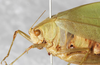 CollectionObject 1475890; NMW 13356, 2177ec5d-e8b8-4e74-a924-b551d8a21d4a: female, latero-frontal view (holotype). (CollectionObject).