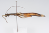 CollectionObject 1558271; 4f70f95b-a737-44d6-929d-e72e960c6a90: copyright ZMUH, Hamburg. female, lateral view (lectotype). (CollectionObject).