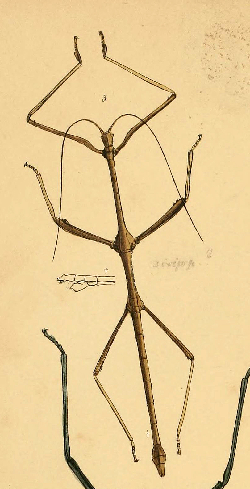 from Westwood, 1874. Lonchdes brtevipes male [type species]. Depicts Lonchodes Gray, 1835, an Otu.