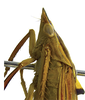 Head on Caetana pulchra Domahovski, Gonçalves, Takiya & Cavichioli, 2019: Female paratype [DZRJ]: head, pronotum and mesonotum, lateral view. (Observation).