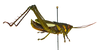 CollectionObject 1581941; b9e10b20-3d91-469a-97c9-f9386d375dc1: male, lateral view. (CollectionObject).