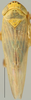 Habitus, dorsal view: Graminella nigrifrons, dorsal habitus (INHS). (Observation).