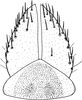 Subgenital plate: !! display not done !! on Grypotes puncticollis (Herrich-Schäffer, 1834): Subgenital plate. (Observation).