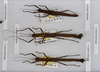 CollectionObject 1568059; 489d8c13-741e-4dd0-8b97-914810cba4b3: copyright Natural History Museum, London. male & female (paratypes). (CollectionObject).