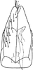 Subgenital plate, ventral view on Empoasca (Empoasca) ussurica Vilbaste, 1968: Subgenital plate. (Observation).