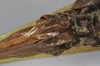CollectionObject 1539809; ef41b6e2-a6df-478b-80bd-3eb0c35b0235: female subgenital plate (holotype of Tettigonia longealata). (CollectionObject).