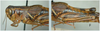 Melanoplus snowii Scudder, 1897: female. (Otu).