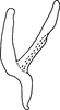 Aedeagus, lateral view on Anufrievia confluensa Tan, Jiang & Song, 2021: (Observation).