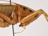 CollectionObject 1572407; ad904047-b965-4db5-8fb6-6ccbdbddad03: female pronotum, lateral view (syntype). (CollectionObject).