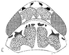 Head: !! display not done !! on Bandaromimus australis Linnavuori, 1959: head, dorsally. (Observation).