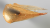 Habitus, dorsal view on Anisostylus stylatus Caldwell, 1949: (Observation).