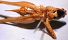 CollectionObject 1516489; e215884b-1e4f-4dc3-87f9-4d653c1f9d04: female, ventral view (allotype). (CollectionObject).