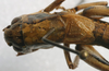 CollectionObject 1517182; b2fc8454-4552-435a-9be6-5cd2919c9a74: male, dorsal view (holotype). (CollectionObject).