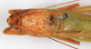 CollectionObject 1587124; ba3fa6a4-7811-446c-adf8-ac94d6b9b868: male, head and pronotum, dorsal view (syntype). (CollectionObject).