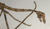 CollectionObject 1559003; 4028b536-c9dd-4f08-88e2-7a845a6bbdaf: copyright NMW, Vienna. male: end of abdomen, lateral view (syntype). (CollectionObject).;CollectionObject 1559004; 7a18dcb6-71d9-48cb-9cd6-479cc4d34567: copyright NMW, Vienna. male: end of abdomen, lateral view (syntype). (CollectionObject).