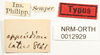 CollectionObject 1529969; NHRS 12929, 35940e50-ed23-4ff8-a6ef-2c9bf9a5ecef: labels (holotype of Misythus appendiculatus). (CollectionObject).