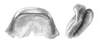 Ceuthophilus (Ceuthophilus) divergens Scudder, 1862: Figs. 63-63a. epiphallus. (Otu).
