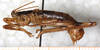 CollectionObject 1567637; 6b6d61b2-c7f3-40c6-abb2-500bf0a2454f: male, lateral view. (CollectionObject).