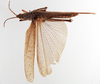 CollectionObject 1575289; bf5d5823-c1cc-49ec-8f66-8fc787aaeefd: female, dorsal view (allotype). (CollectionObject).