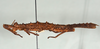 CollectionObject 1557494; 0d03674a-ddd1-4b95-b1d9-146dea69e66f: copyright USNM, Washington. (CollectionObject).