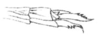 Astroma compactum Brunner von Wattenwyl, 1890: Pl. 5, Fig. 12 B. female abdomen tip. (Otu).