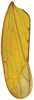 Forewing on Banus oblatus Distant, 1908: (Observation).