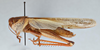 CollectionObject 2856583; 3d5dd3f6-48a7-44e0-b7fa-ec9ba79a2d2a, CNCI 981425: Schistocerca americana. Lateral view. (CollectionObject).