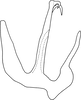 Aedeagus, lateral view on Anufrievia fusina Yang & Zhang, 2018: Aedeagus, lateral view. (Observation).