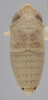 Habitus, dorsal view on Athysanella (Diphipyga) nimbata Ball & Beamer, 1940: Dorsal. (Observation).