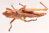 CollectionObject 1583984; TMSA TMOR30360, 96366afa-27fb-45b8-96db-c5da0d66484d: male, dorsal view. (CollectionObject).