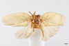 Habitus, dorsal view on Eurocalia cervina (Walker, 1851): (Observation).