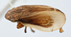 Habitus, lateral view: !! display not done !! on Philaenarcys spartina Hamilton, 1979: (Observation).