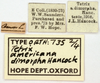 female, labels (syntype). Depicts CollectionObject 1578174; OUM 735 2/4, fe9597ab-ab91-4f26-a856-a2454ceec704, a CollectionObject.