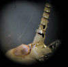 Oecanthus salvii Collins, 2020: antennal markings. (Otu).