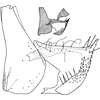 Pygofer, lateral view on Daluana ramlyi (Dworakowska, 1984): Pygofer, lateral view. (Observation).