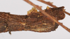 CollectionObject 1562995; 197b2569-88bf-455e-8083-ea39a065f5f1: copyright ZSMC. female: end of abdomen, lateral view (holotype). (CollectionObject).