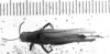 CollectionObject 1531018; c6456baf-7a89-4c55-9c8a-dd1a797b3076: Image Carbonell, C.S. female, dorsal view (lectoallotype). (CollectionObject).