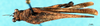 CollectionObject 1537568; f4c954ee-a4a1-4f03-a10b-b031e7b36e8a: female, dorsal view (holotype). (CollectionObject).