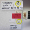 Henestaris laticeps cypriacus Wagner, 1949: Henestaris cypriacus. Paratype. (BMNH) - (CC BY-NC 4.0) Photo by Stuart Cole, reproduced with permission from the Natural History Museum, London, UK. (Otu).