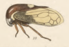 Habitus, lateral view on Euritea munda (Walker, 1858): (Observation).