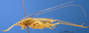 CollectionObject 1521368; 1eabd2a7-f3c3-41d2-9393-66eb2acc7530: male, lateral view (holotype). (CollectionObject).