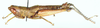 Binaluacris (Paramaga) olivacea (Willemse, 1933): male, lateral view. (Otu).