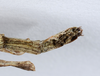 CollectionObject 1559121; e0bffc9a-cb68-4a17-8c0f-aa9024b1ff78: copyright ANSP. male: end of abdomen, ventral view (holotype). (CollectionObject).
