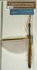 CollectionObject 1560014; NMW 1031, e4036e92-a584-435d-90b3-536c7d44e8fe: copyright NMW, Vienna. female (holotype). (CollectionObject).