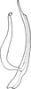 Aedeagus, lateral view on Shaddai typicus Distant, 1918: Aedeagus, lateral view. (Observation).