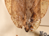 CollectionObject 1561244; f1af47a6-3b3b-413b-94f9-86bd141159e3: copyright UMO. male of synonym Phyllium dardanus end of abdomen, dorsal view (holotype). (CollectionObject).