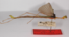 CollectionObject 1560612; f0c30491-3959-4ce1-a84b-b84f0a27f783: copyright ZMB, Berlin. male, lateral view (syntype). (CollectionObject).